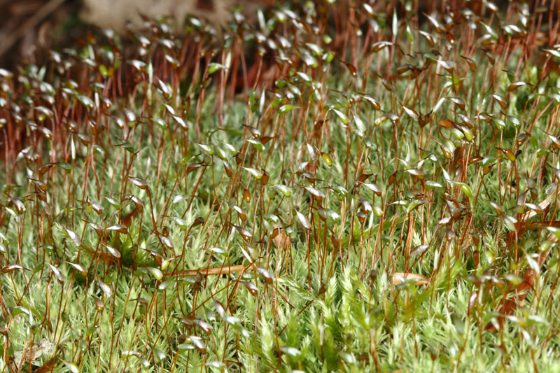 Leucobryum glaucum